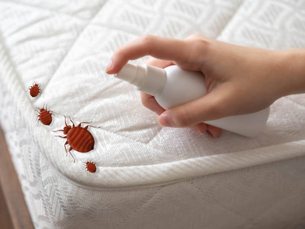 Best Local Pest Control Services  in Southern Shops, SC
