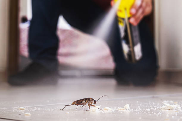 Best Flea Control Services  in Southern Shops, SC